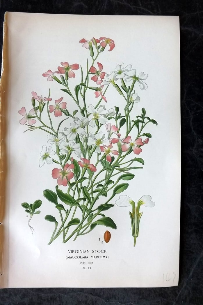 Step, Edward 1897 Botanical Print. Virginian Stock 27: Chromolithographs Published 1896-97 by Frederick Warne & Co., London for "Favourite Flowers of Garden and Greenhouse" by Edward Step and William Watson. Paper Size: 9.5 x 6 inch (24 x 15cm) Good Condi
