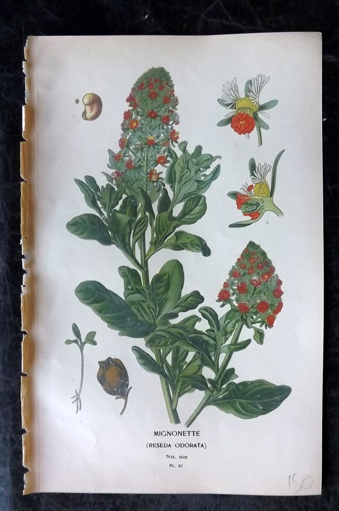 Step, Edward 1897 Botanical Print. Mignonette 31: Chromolithographs Published 1896-97 by Frederick Warne & Co., London for "Favourite Flowers of Garden and Greenhouse" by Edward Step and William Watson. Paper Size: 9.5 x 6 inch (24 x 15cm) Good Condi