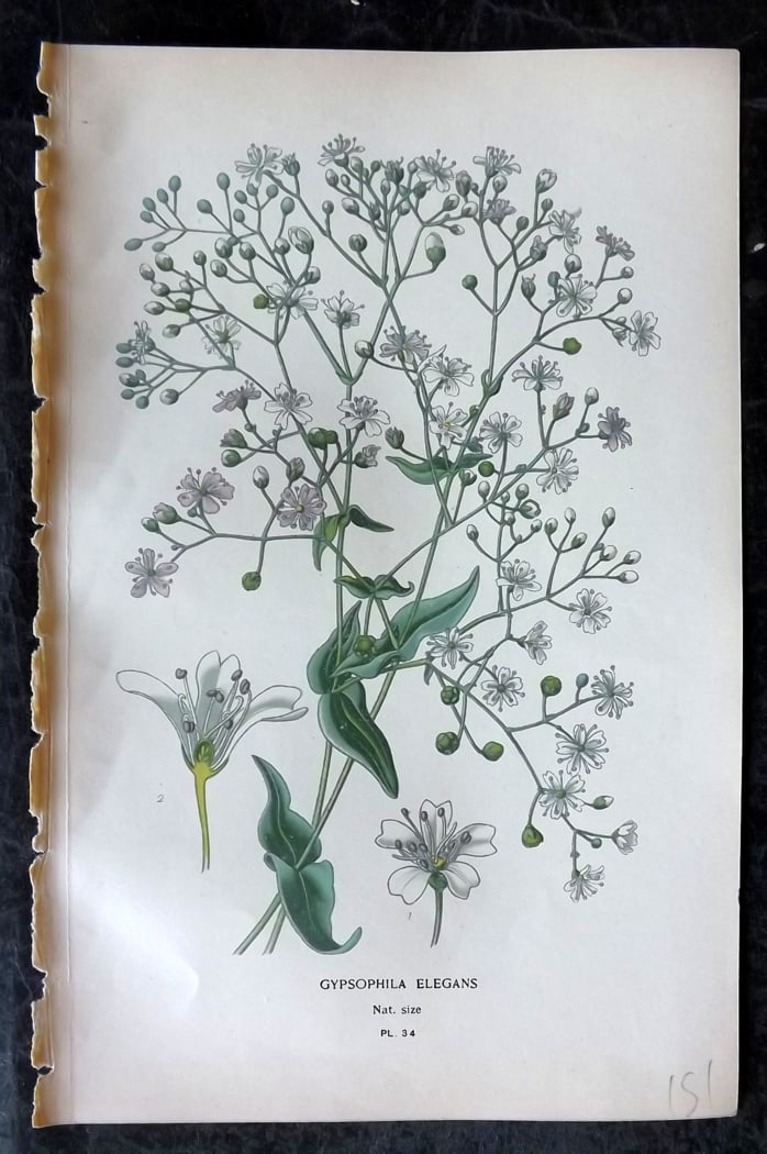 Step, Edward 1897 Botanical Print. Gypsophila Elegans 34: Chromolithographs Published 1896-97 by Frederick Warne & Co., London for "Favourite Flowers of Garden and Greenhouse" by Edward Step and William Watson. Paper Size: 9.5 x 6 inch (24 x 15cm) Good Condi