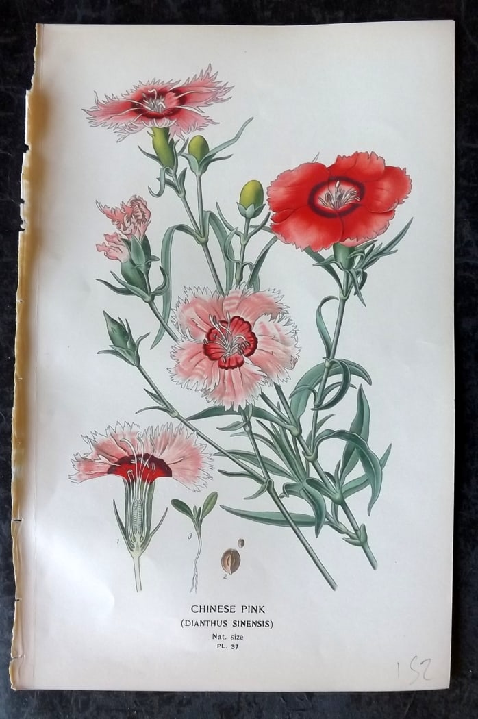 Step, Edward 1897 Botanical Print. Chinese Pink 37 (1 of 1)