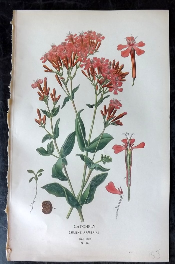 Step, Edward 1897 Botanical Print. Catchfly 39: Chromolithographs Published 1896-97 by Frederick Warne & Co., London for "Favourite Flowers of Garden and Greenhouse" by Edward Step and William Watson. Paper Size: 9.5 x 6 inch (24 x 15cm) Good Condi