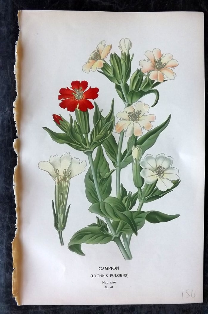Step, Edward 1897 Botanical Print. Campion 41: Chromolithographs Published 1896-97 by Frederick Warne & Co., London for "Favourite Flowers of Garden and Greenhouse" by Edward Step and William Watson. Paper Size: 9.5 x 6 inch (24 x 15cm) Good Condi