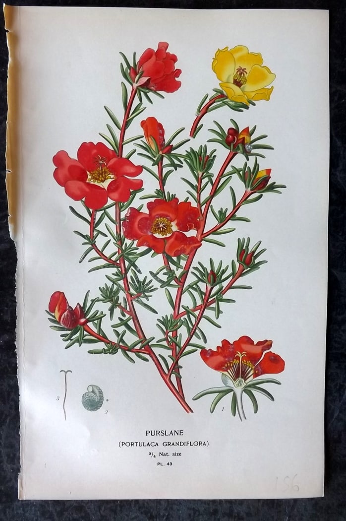 Step, Edward 1897 Botanical Print. Purslane 43 (1 of 1)