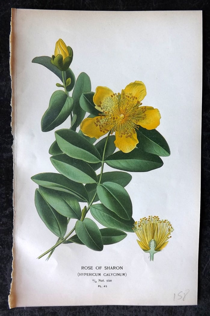 Step, Edward 1897 Botanical Print. Rose of Sharon 45: Chromolithographs Published 1896-97 by Frederick Warne & Co., London for "Favourite Flowers of Garden and Greenhouse" by Edward Step and William Watson. Paper Size: 9.5 x 6 inch (24 x 15cm) Good Condi