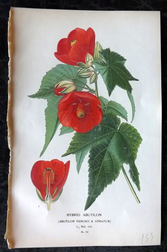 Step, Edward 1897 Botanical Print. Hybrid Abutilon 50: Chromolithographs Published 1896-97 by Frederick Warne & Co., London for "Favourite Flowers of Garden and Greenhouse" by Edward Step and William Watson. Paper Size: 9.5 x 6 inch (24 x 15cm) Good Condi