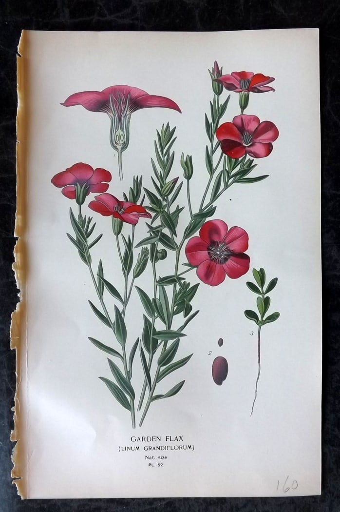 Step, Edward 1897 Botanical Print. Garden Flax 52: Chromolithographs Published 1896-97 by Frederick Warne & Co., London for "Favourite Flowers of Garden and Greenhouse" by Edward Step and William Watson. Paper Size: 9.5 x 6 inch (24 x 15cm) Good Condi