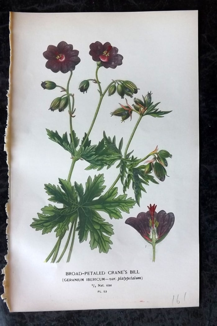 Step, Edward 1897 Botanical Print. Boat Petaled Crane's Bill 53: Chromolithographs Published 1896-97 by Frederick Warne & Co., London for "Favourite Flowers of Garden and Greenhouse" by Edward Step and William Watson. Paper Size: 9.5 x 6 inch (24 x 15cm) Good Condi