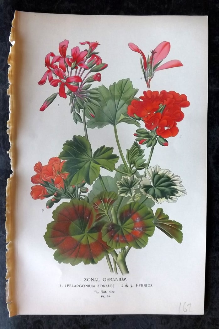 Step, Edward 1897 Botanical Print. Zonal Geranium 54 (1 of 1)