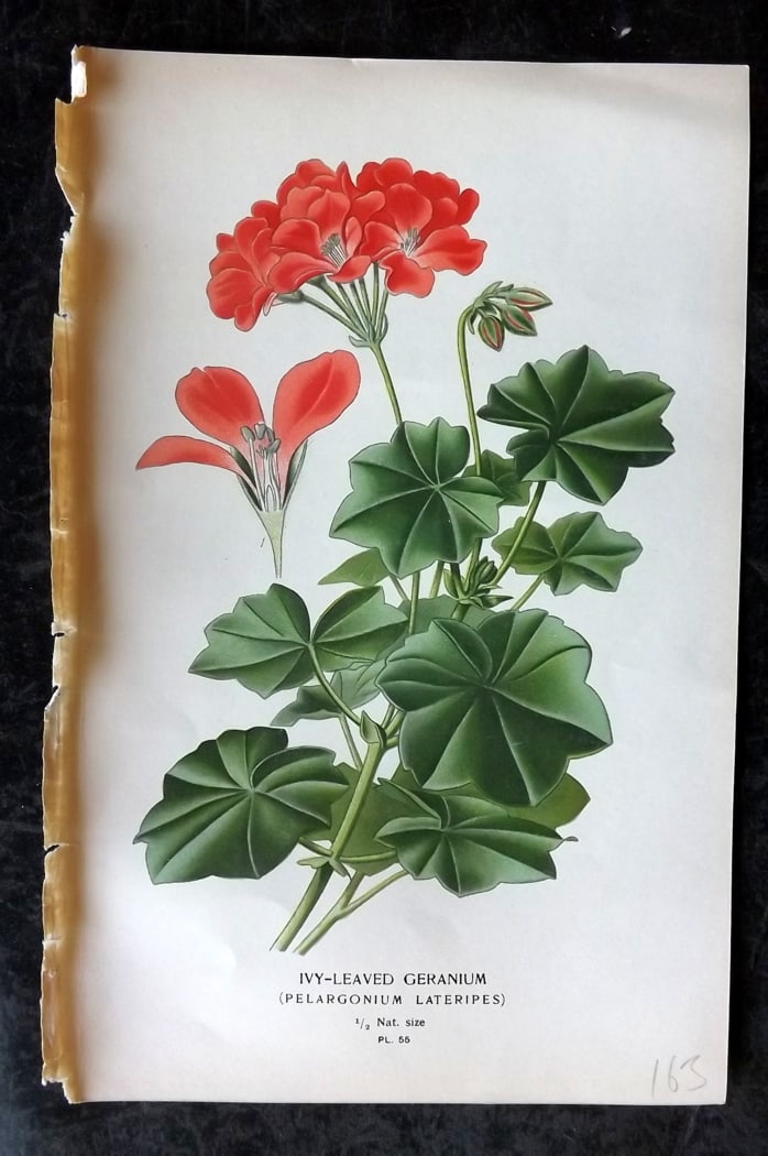 Step, Edward 1897 Botanical Print. Ivy Leaved Geranium 55 (1 of 1)