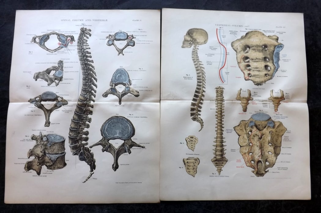Cathcart & Caird 1885 Pair of Anatomy Prints: Chromolithographs Published 1885 by W. & A. K. Johnston, London for "Johnston's Students' Atlas of Bones and Ligaments" by Charles W. Cathcart & F. M. Caird. Centre fold as published. Paper Size: 14 x