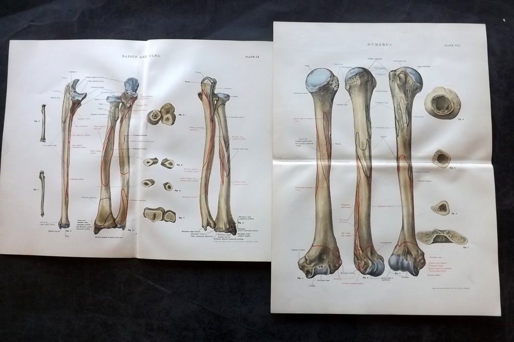 Cathcart & Caird 1885 Pair of Anatomy Prints: Chromolithographs Published 1885 by W. & A. K. Johnston, London for "Johnston's Students' Atlas of Bones and Ligaments" by Charles W. Cathcart & F. M. Caird. Centre fold as published. Paper Size: 14 x