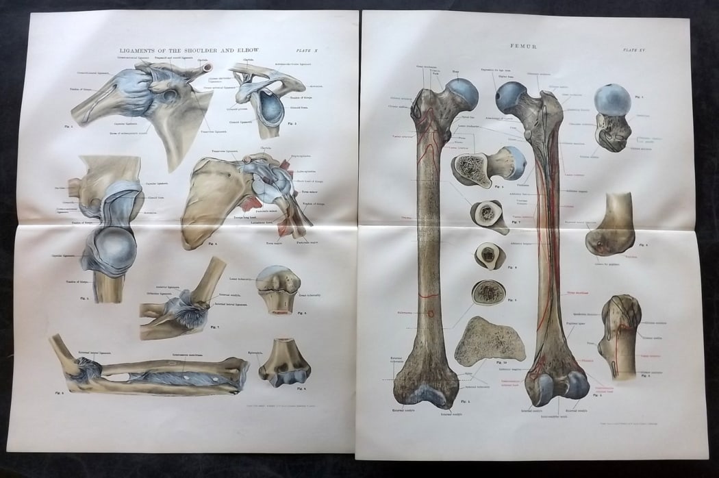 Cathcart & Caird 1885 Pair of Anatomy Prints: Chromolithographs Published 1885 by W. & A. K. Johnston, London for "Johnston's Students' Atlas of Bones and Ligaments" by Charles W. Cathcart & F. M. Caird. Centre fold as published. Paper Size: 14 x
