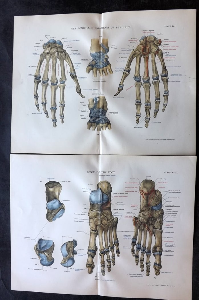 Cathcart & Caird 1885 Pair of Anatomy Prints: Chromolithographs Published 1885 by W. & A. K. Johnston, London for "Johnston's Students' Atlas of Bones and Ligaments" by Charles W. Cathcart & F. M. Caird. Centre fold as published. Paper Size: 14 x