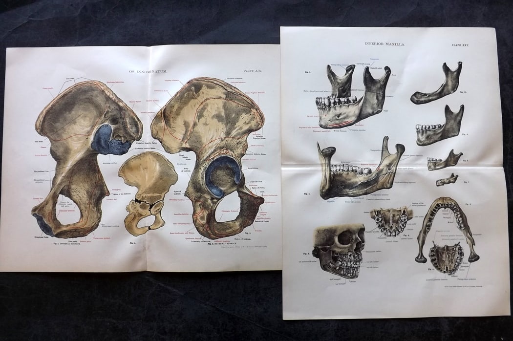 Cathcart & Caird 1885 Pair of Anatomy Prints: Chromolithographs Published 1885 by W. & A. K. Johnston, London for "Johnston's Students' Atlas of Bones and Ligaments" by Charles W. Cathcart & F. M. Caird. Centre fold as published. Paper Size: 14 x