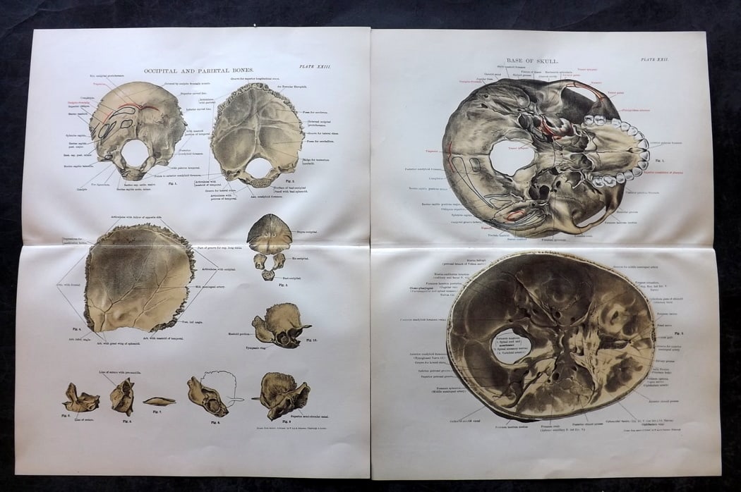 Cathcart & Caird 1885 Pair of Anatomy Prints: Chromolithographs Published 1885 by W. & A. K. Johnston, London for "Johnston's Students' Atlas of Bones and Ligaments" by Charles W. Cathcart & F. M. Caird. Centre fold as published. Paper Size: 14 x