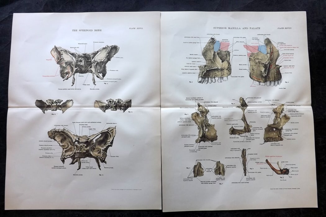 Cathcart & Caird 1885 Pair of Anatomy Prints: Chromolithographs Published 1885 by W. & A. K. Johnston, London for "Johnston's Students' Atlas of Bones and Ligaments" by Charles W. Cathcart & F. M. Caird. Centre fold as published. Paper Size: 14 x