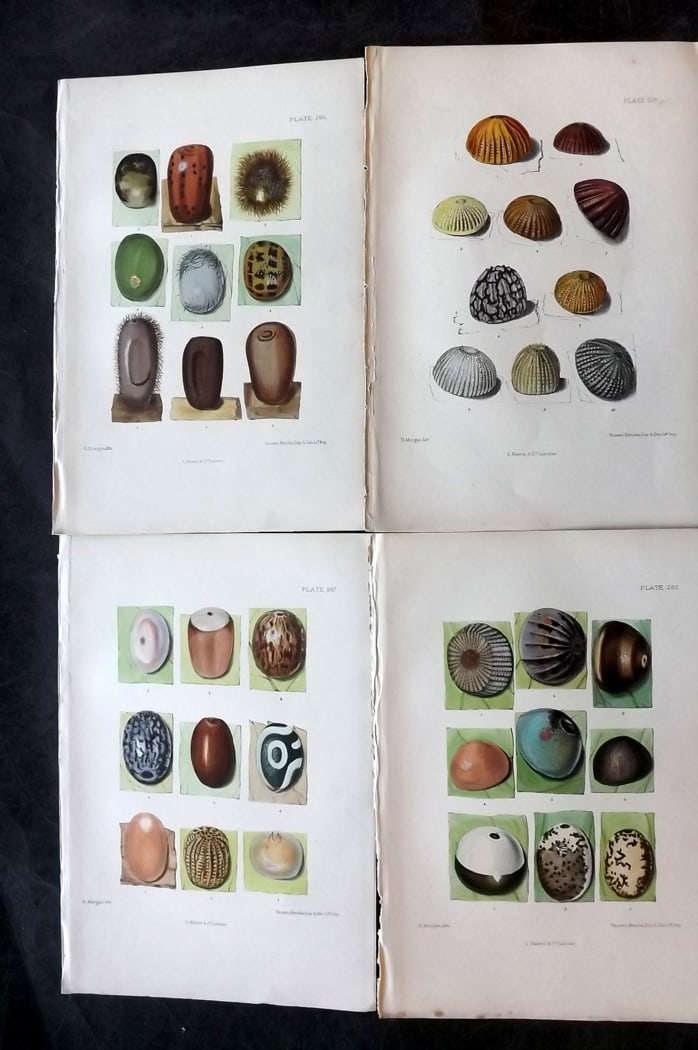 Barrett, Charles 1899 Lot of 4 Hand Col Moth Egg Prints: Hand Colored Lithographs Published 1899, London for "The Lepidoptera of the British Islands" by Charles Barrett. With accompanying descriptive text. Paper Size: 9.5 x 7 inch (25 x 17cm) Very minor bac