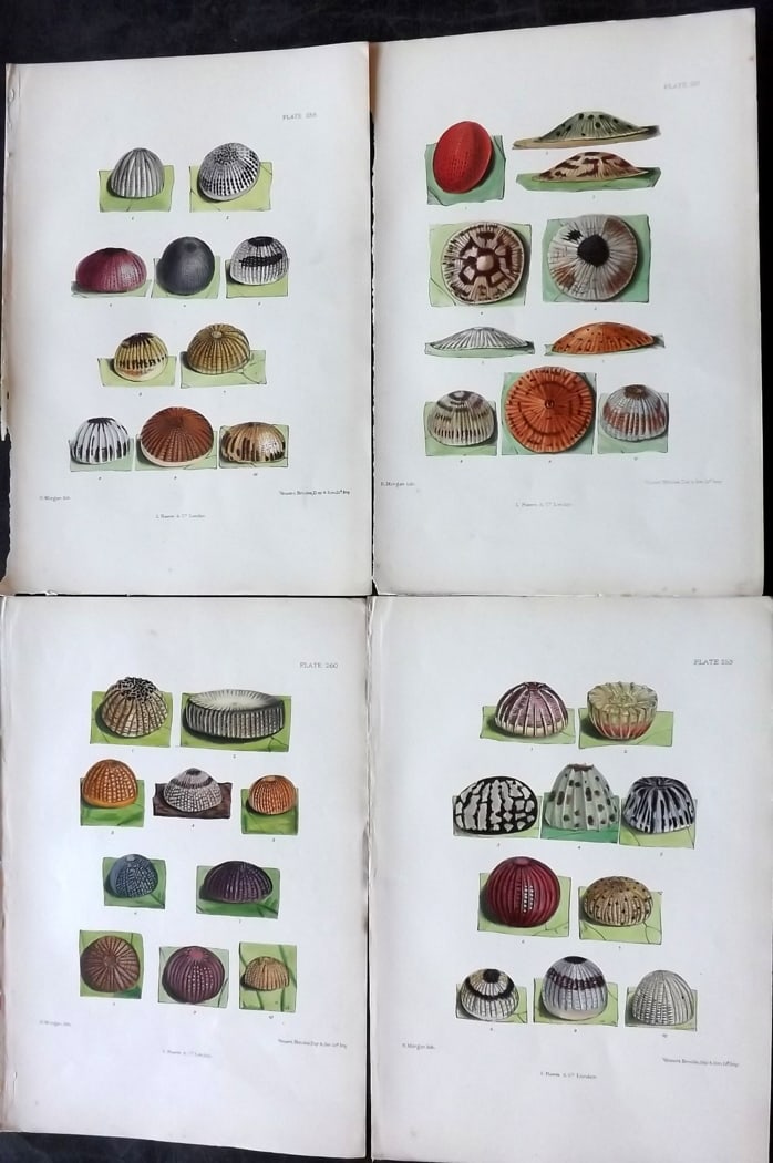 Barrett, Charles 1899 Lot of 4 Hand Col Moth Egg Prints: Hand Colored Lithographs Published 1899, London for "The Lepidoptera of the British Islands" by Charles Barrett. With accompanying descriptive text. Paper Size: 9.5 x 7 inch (25 x 17cm) Very minor bac