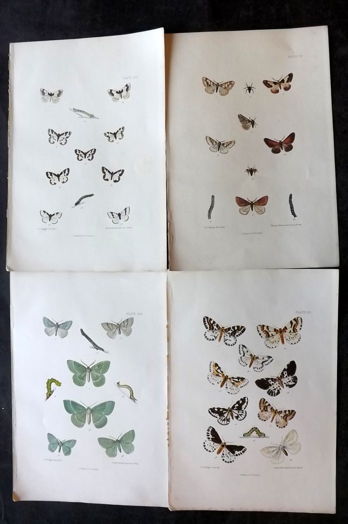Barrett, Charles 1899 Lot of 4 Hand Col Moth Prints: Hand Colored Lithographs Published 1899, London for "The Lepidoptera of the British Islands" by Charles Barrett. With accompanying descriptive text. Paper Size: 9.5 x 7 inch (25 x 17cm) Very minor bac