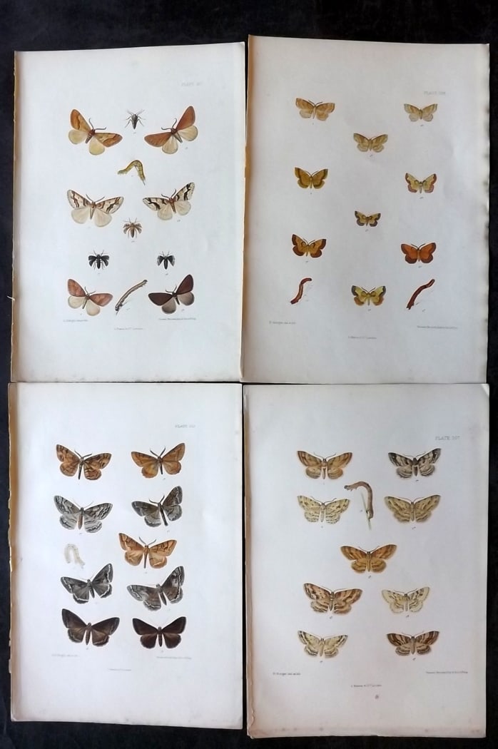 Barrett, Charles 1899 Lot of 4 Hand Col Moth Prints: Hand Colored Lithographs Published 1899, London for "The Lepidoptera of the British Islands" by Charles Barrett. With accompanying descriptive text. Paper Size: 9.5 x 7 inch (25 x 17cm) Very minor bac