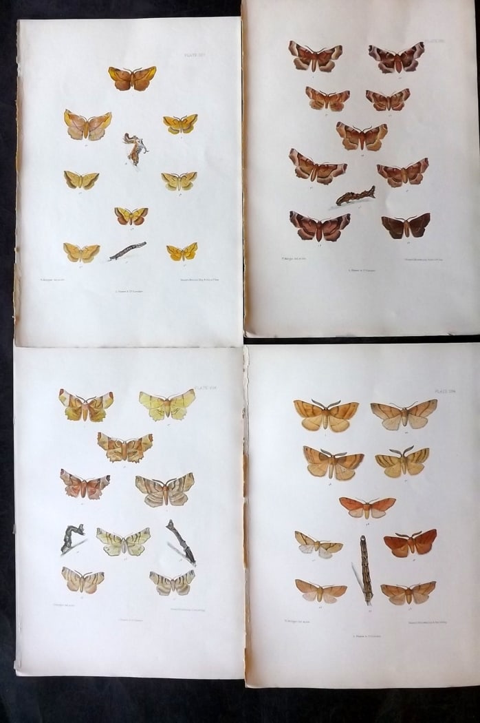 Barrett, Charles 1899 Lot of 4 Hand Col Moth Prints: Hand Colored Lithographs Published 1899, London for "The Lepidoptera of the British Islands" by Charles Barrett. With accompanying descriptive text. Paper Size: 9.5 x 7 inch (25 x 17cm) Very minor bac
