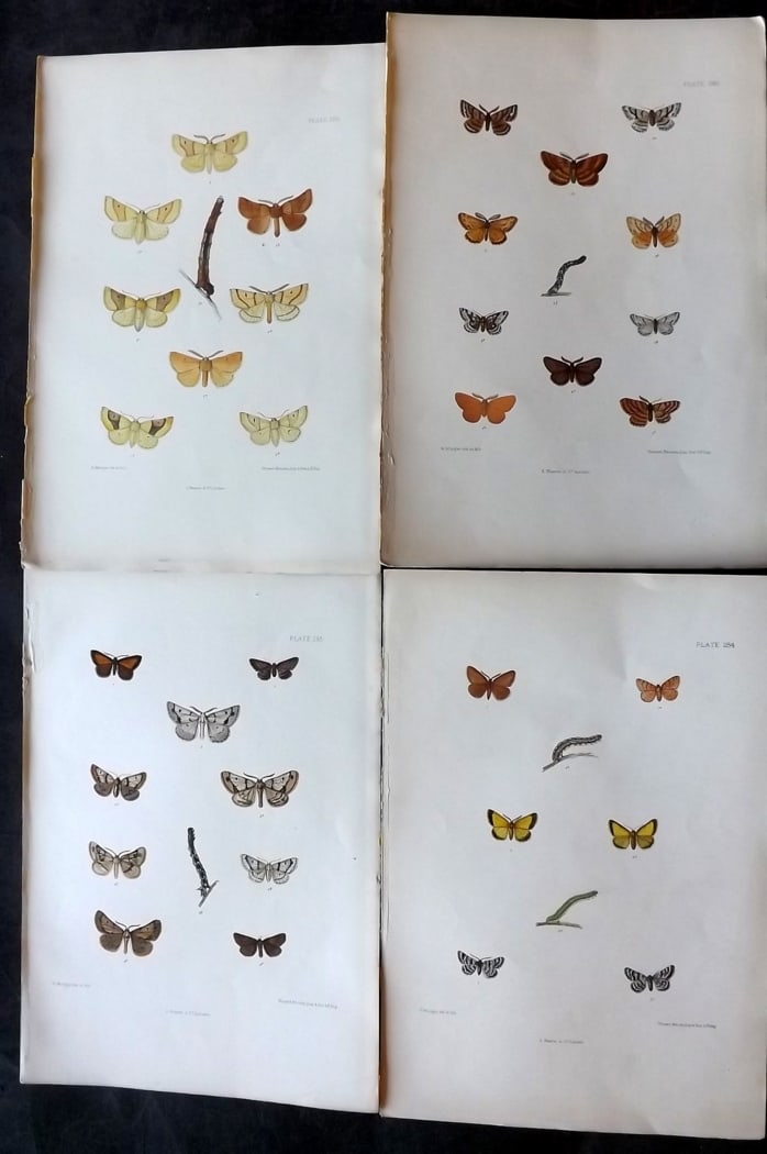 Barrett, Charles 1899 Lot of 4 Hand Col Moth Prints: Hand Colored Lithographs Published 1899, London for "The Lepidoptera of the British Islands" by Charles Barrett. With accompanying descriptive text. Paper Size: 9.5 x 7 inch (25 x 17cm) Very minor bac