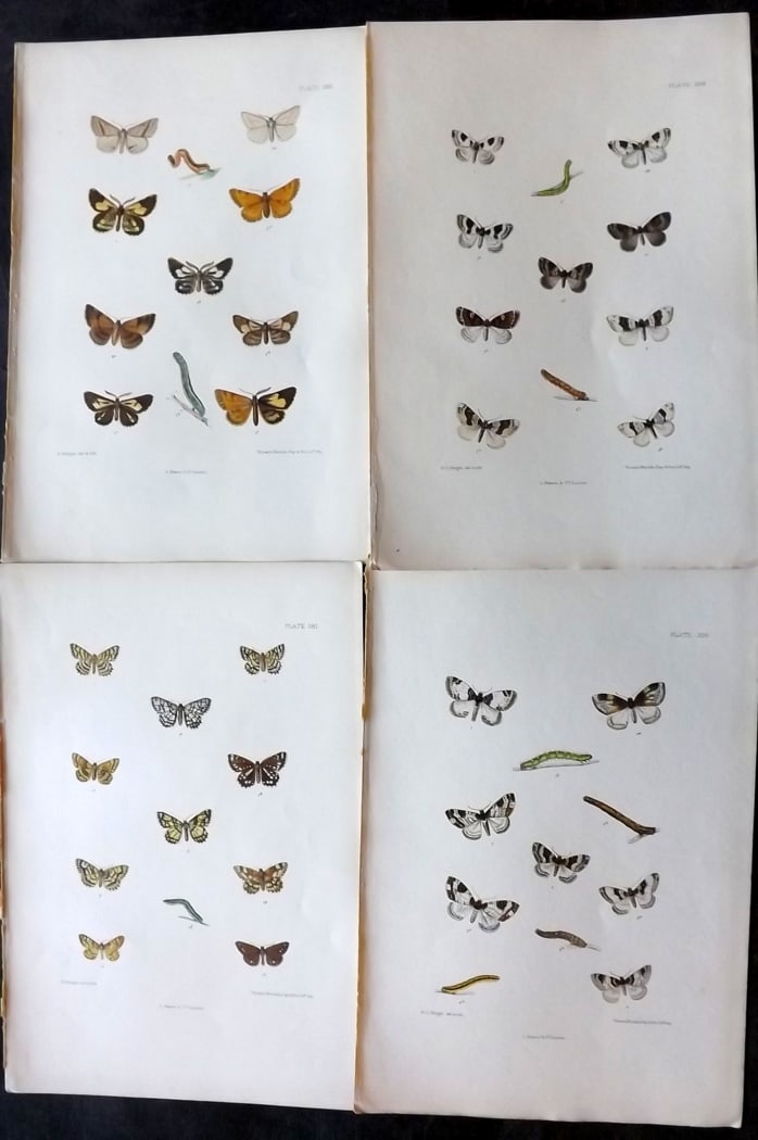Barrett, Charles 1899 Lot of 4 Hand Col Moth Prints: Hand Colored Lithographs Published 1899, London for "The Lepidoptera of the British Islands" by Charles Barrett. With accompanying descriptive text. Paper Size: 9.5 x 7 inch (25 x 17cm) Very minor bac