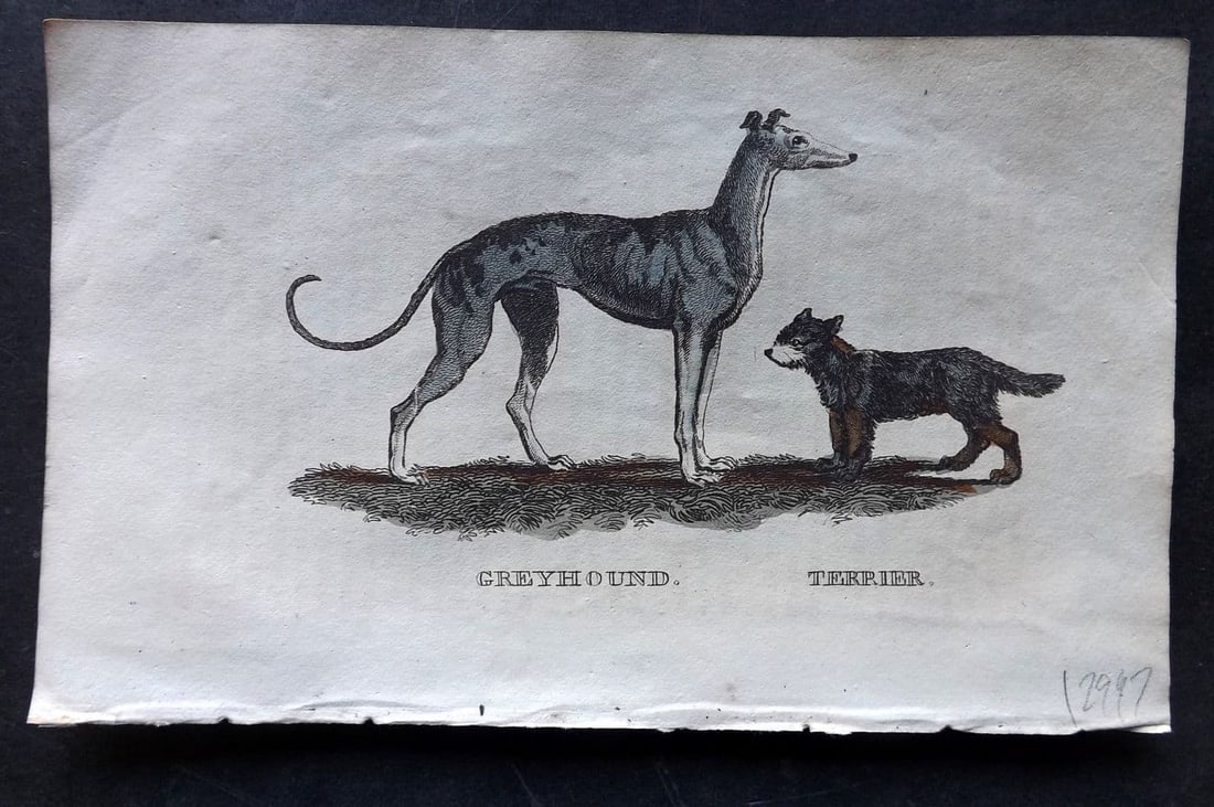 Brightly (Pub) 1811 Hand Col Print. Greyhound, Terrier Dog 46: Antique Copper Plate Published 1811 by Brightly & Co, Bungay for "The Natural History of Quadrupeds and Cetaceous Animals" Various Authors - Many images taken from George Shaw's "General Zoology" Fine