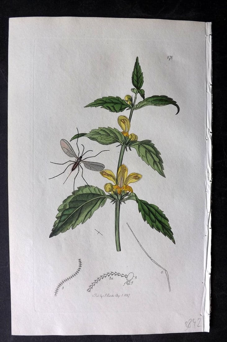 Curtis, William 1827 Hand Col Insect Botanical Print. Cecidomyia Verna 178 (1 of 1)