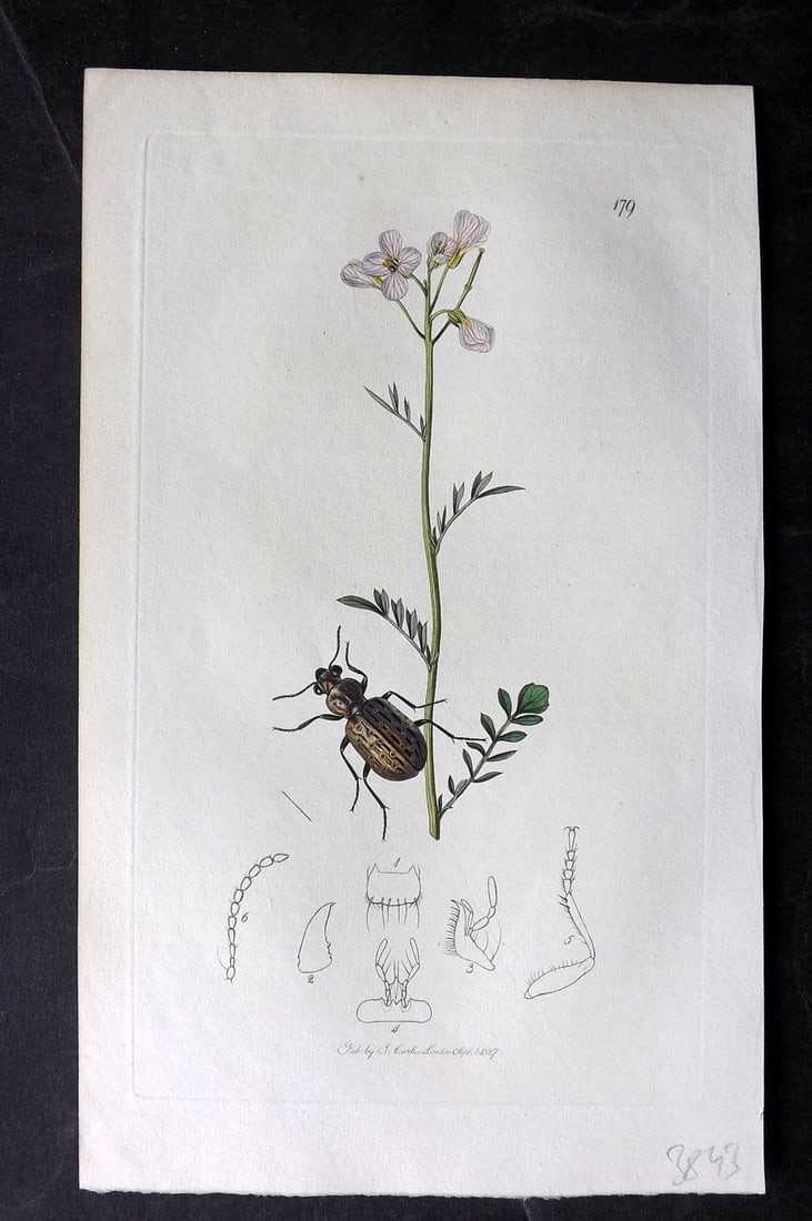 Curtis, William 1827 Hand Col Insect Botanical Print. Elaphrus Uliginosus 179 (1 of 1)