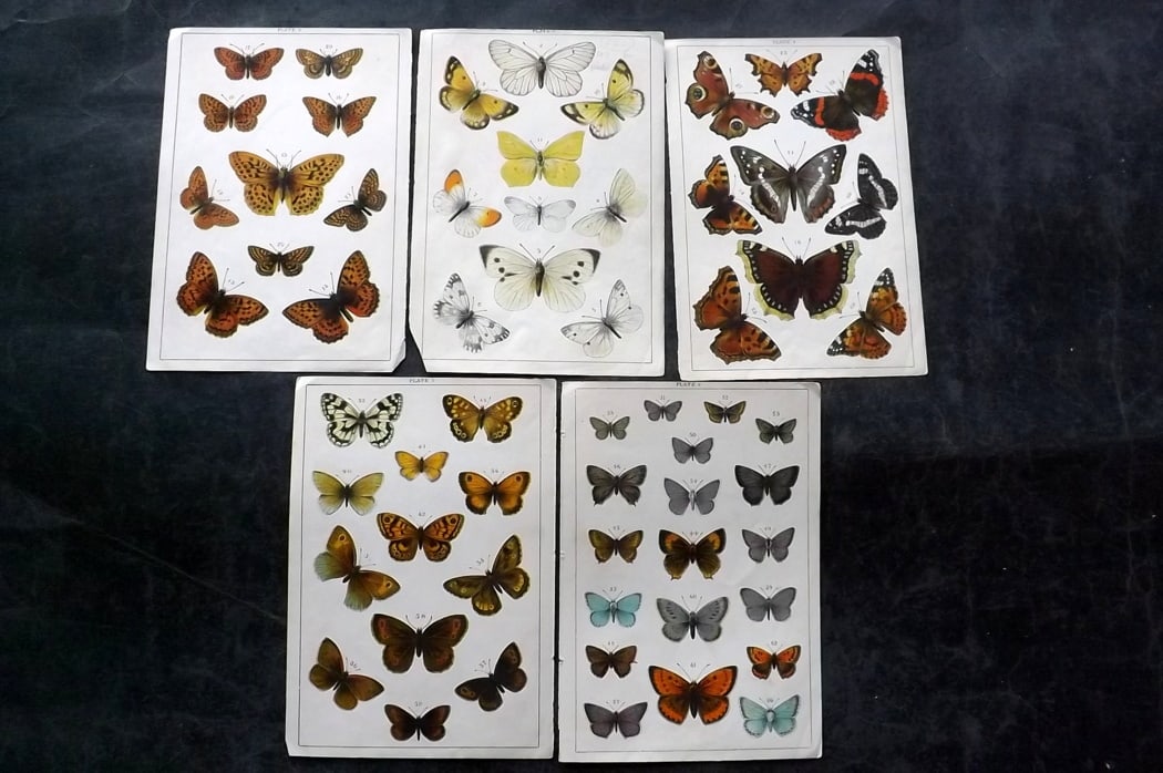 Gordon, W. J. C1900 Lot of 5 Antique Butterfly Prints: Chromolithographs Published C1900, London for the "Our Country's" Series by W. J. Gordon. Paper Size: 7.5 x 5 inch (19 x 13cm) Good Condition