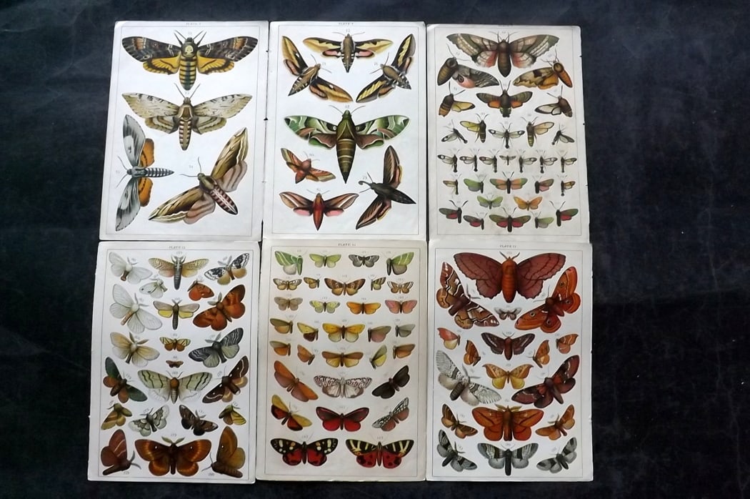 Gordon, W. J. C1900 Lot of 6 Antique Moth Prints: Chromolithographs Published C1900, London for the "Our Country's" Series by W. J. Gordon. Paper Size: 7.5 x 5 inch (19 x 13cm) Good Condition