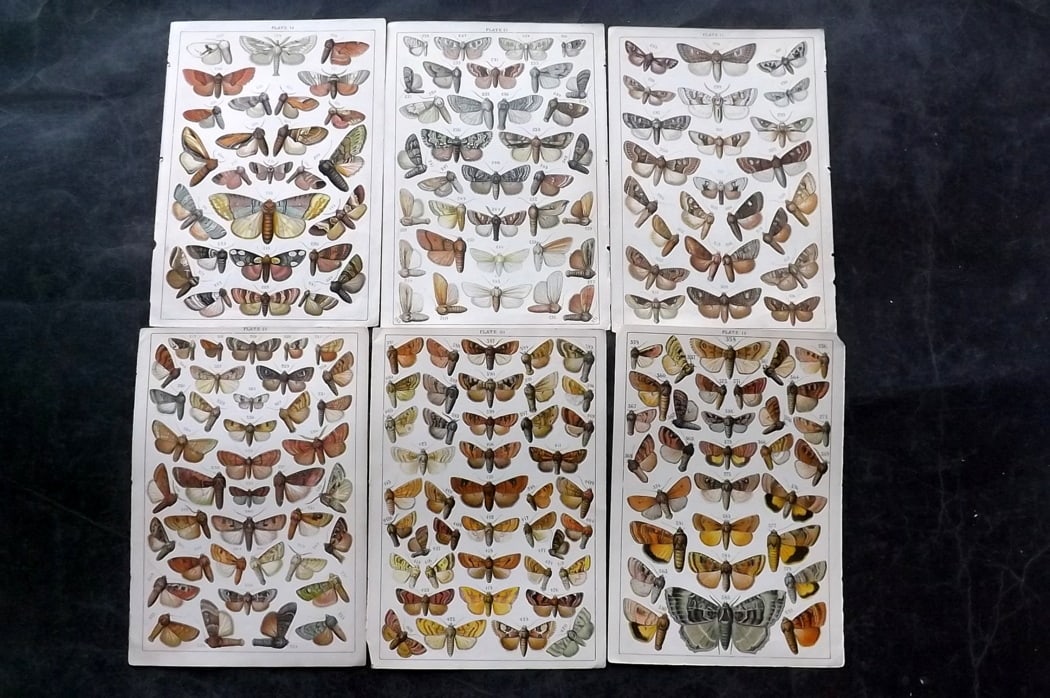 Gordon, W. J. C1900 Lot of 6 Antique Moth Prints: Chromolithographs Published C1900, London for the "Our Country's" Series by W. J. Gordon. Paper Size: 7.5 x 5 inch (19 x 13cm) Good Condition