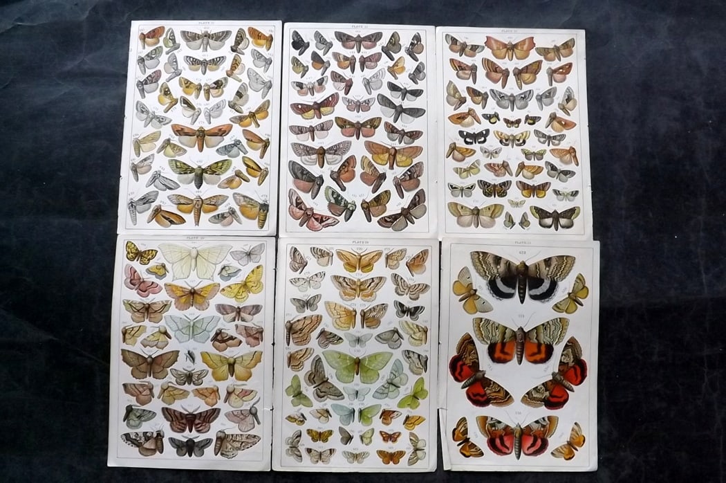Gordon, W. J. C1900 Lot of 6 Antique Moth Prints: Chromolithographs Published C1900, London for the "Our Country's" Series by W. J. Gordon. Paper Size: 7.5 x 5 inch (19 x 13cm) Good Condition