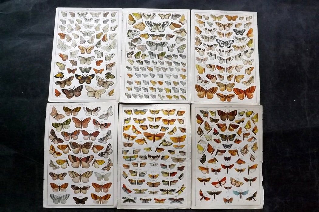 Gordon, W. J. C1900 Lot of 6 Antique Moth Prints: Chromolithographs Published C1900, London for the "Our Country's" Series by W. J. Gordon. Paper Size: 7.5 x 5 inch (19 x 13cm) Good Condition