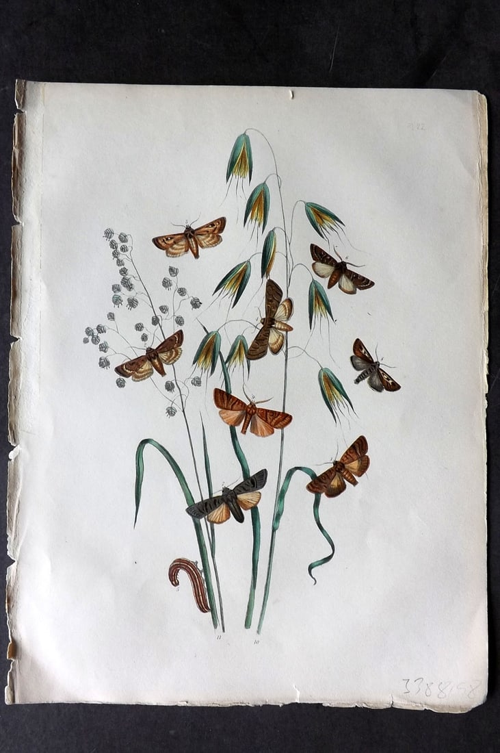 Humphreys & Westwood 1857 Hand Col Moth Print 22: Hand Colored Lithographs Published 1849, London for "British Moths and Their Transformations" by Henry Noel Humphreys & John Obadiah Westwood. Paper Size: 11 x 8.5 inch (28 x 22cm) Good Condition