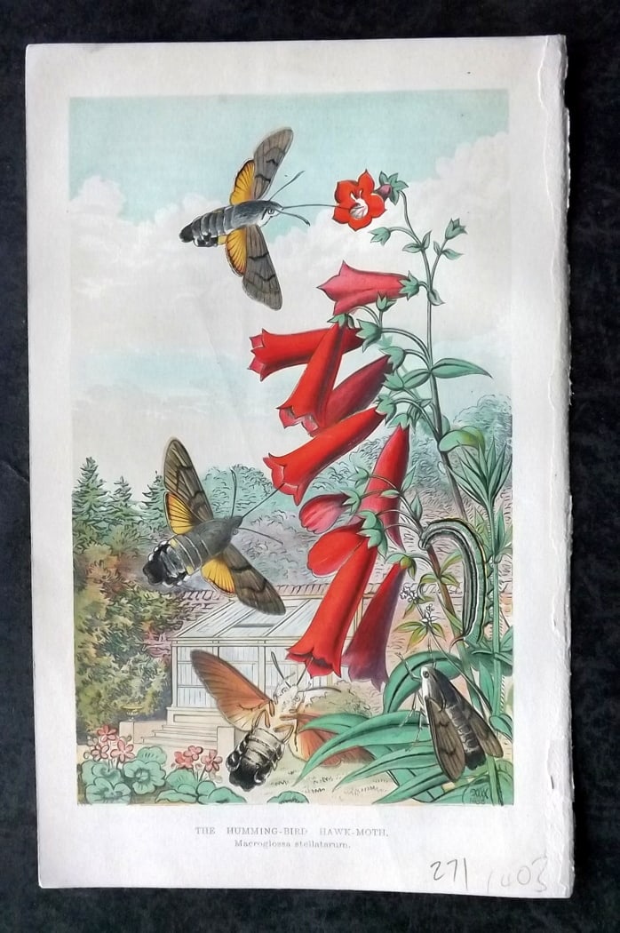Intellectual Observer 1860's Print. Hummingbird Hawk-Moth (1 of 1)