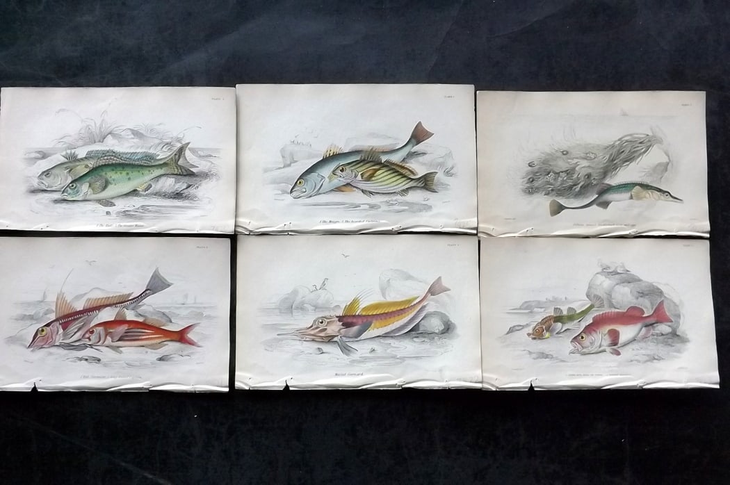 Jardine, William 1838 Lot of 6 Hand Col Fish Prints: Hand Colored Steel Engraving/Etching Published 1833-43 by W.H.Lizars, Edinburgh for "The Naturalist's Library" by Sir William Jardine. Paper Size: 6.5 x 4.25 inch (16.5 x 11cm) Good Condition