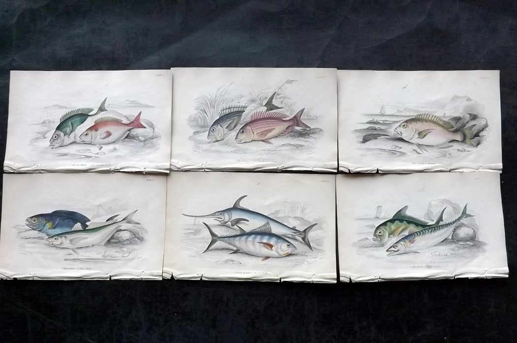 Jardine, William 1838 Lot of 6 Hand Col Fish Prints: Hand Colored Steel Engraving/Etching Published 1833-43 by W.H.Lizars, Edinburgh for "The Naturalist's Library" by Sir William Jardine. Paper Size: 6.5 x 4.25 inch (16.5 x 11cm) Good Condition