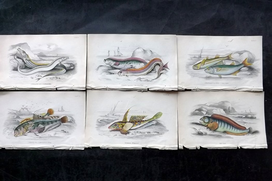 Jardine, William 1838 Lot of 6 Hand Col Fish Prints: Hand Colored Steel Engraving/Etching Published 1833-43 by W.H.Lizars, Edinburgh for "The Naturalist's Library" by Sir William Jardine. Paper Size: 6.5 x 4.25 inch (16.5 x 11cm) Good Condition