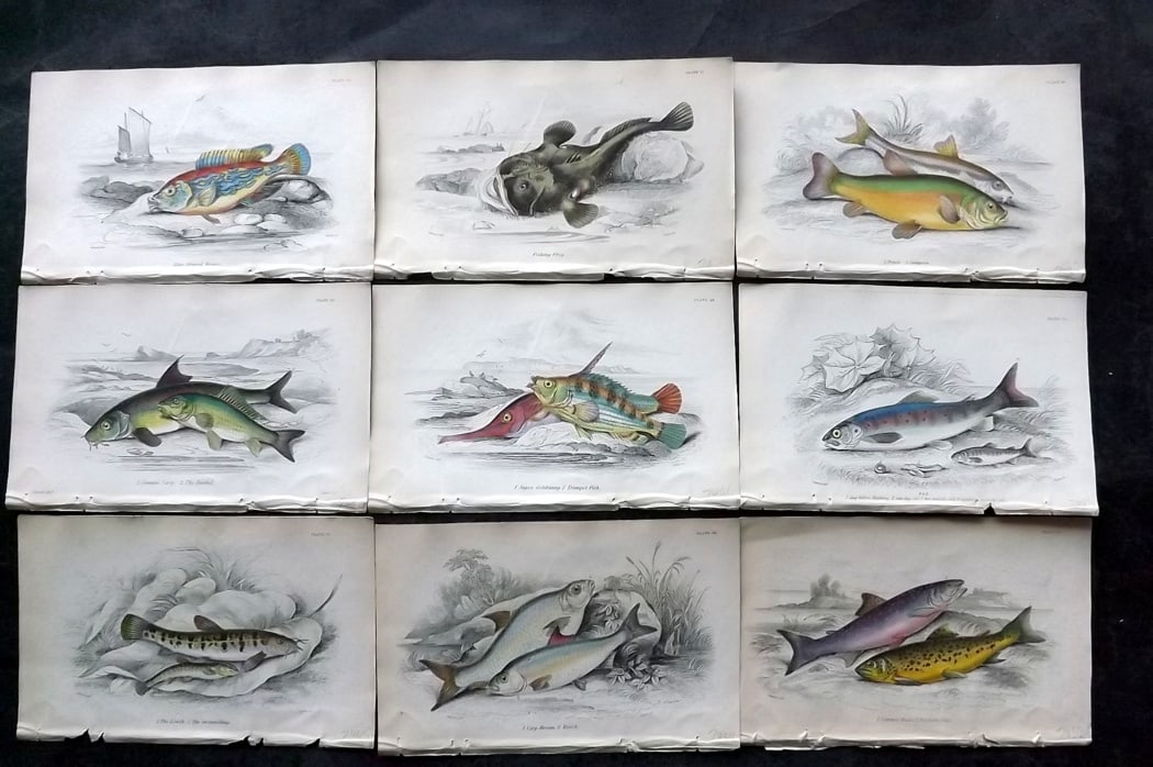 Jardine, William 1838 Lot of 9 Hand Col Fish Prints: Hand Colored Steel Engraving/Etching Published 1833-43 by W.H.Lizars, Edinburgh for "The Naturalist's Library" by Sir William Jardine. Paper Size: 6.5 x 4.25 inch (16.5 x 11cm) Good Condition