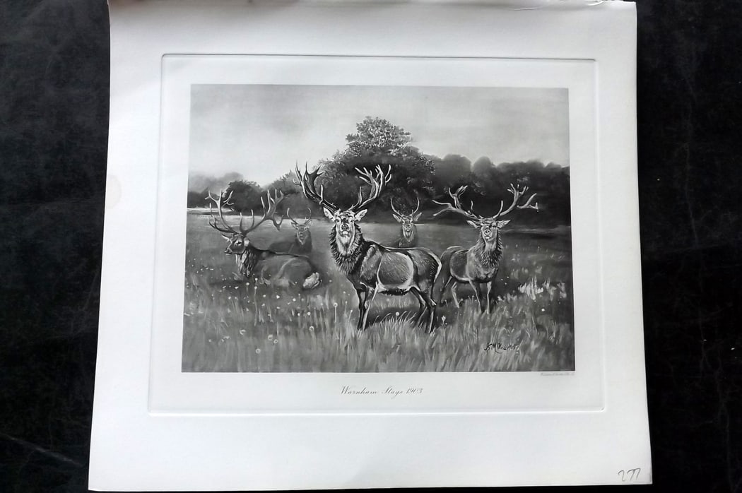 Millais, John 1904 Rare Folio Print. Deer - Warnham Stags. 1903: Folio Photogravure Published 1904, London for "The Mammals of Great Britain and Ireland" by John Guille Millais. Illustrated by Archibald Thorburn, George Lodge and the Author. Rare - Limited Edition 