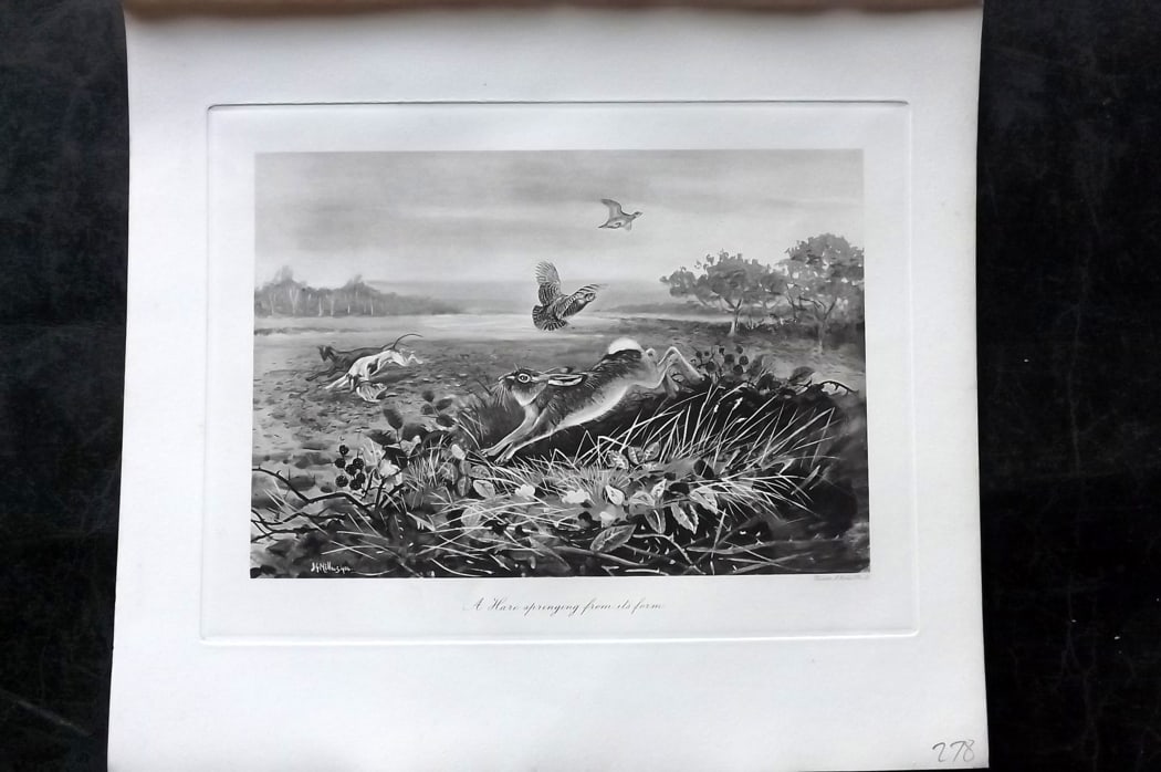 Millais, John 1904 Rare Folio Print. Hare - A Hare springing from it's form: Folio Photogravure Published 1904, London for "The Mammals of Great Britain and Ireland" by John Guille Millais. Illustrated by Archibald Thorburn, George Lodge and the Author. Rare - Limited Edition