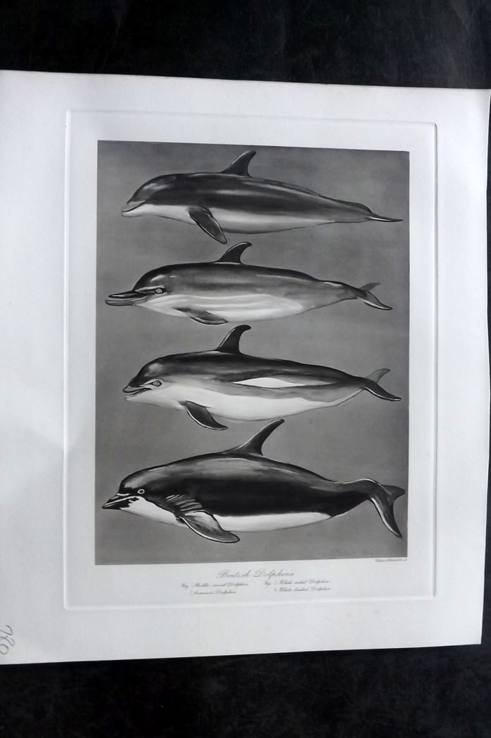 Millais, John 1904 Rare Folio Print. Dolphin - British Dolphins: Folio Photogravure Published 1904, London for "The Mammals of Great Britain and Ireland" by John Guille Millais. Illustrated by Archibald Thorburn, George Lodge and the Author. Rare - Limited Edition 