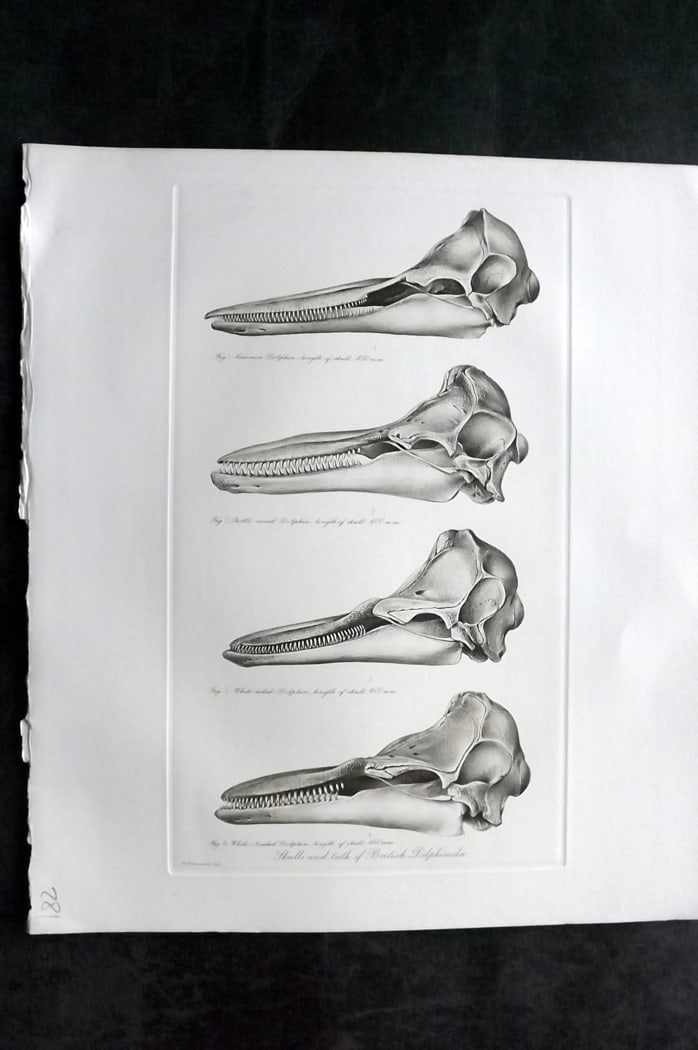 Millais, John 1904 Rare Folio Print. Dolphins - Skulls of British Delphinidae (1 of 1)