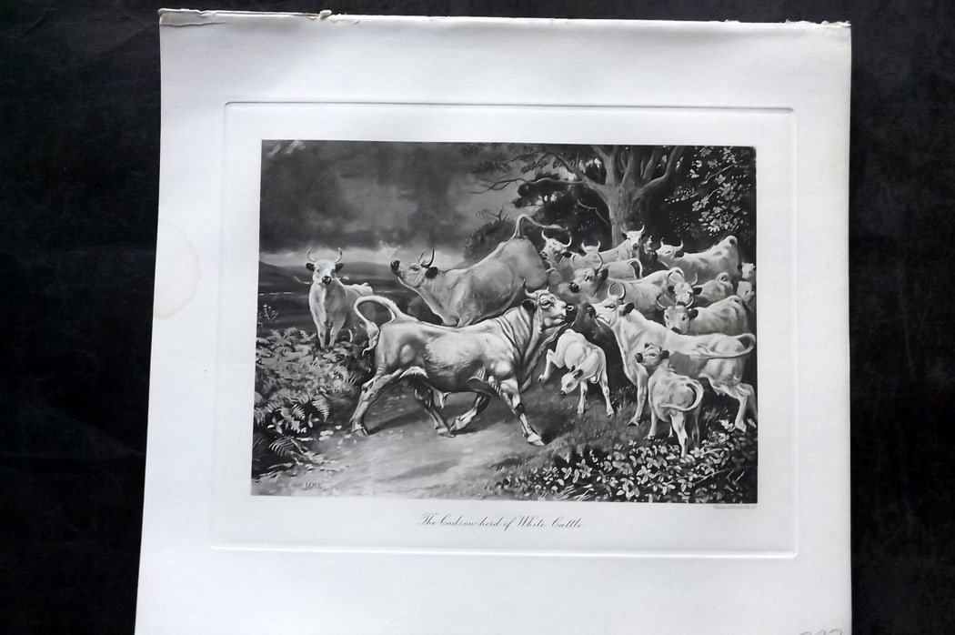 Millais, John 1904 Rare Folio Print. Cattle - The Cadzow herd of White Cattle: Folio Photogravure Published 1904, London for "The Mammals of Great Britain and Ireland" by John Guille Millais. Illustrated by Archibald Thorburn, George Lodge and the Author. Rare - Limited Edition 