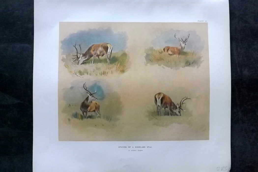 Millais, John 1904 Rare Folio Print. Deer Stags - Studies of a Highland Stag: Folio Lithograph Published 1904, London for "The Mammals of Great Britain and Ireland" by John Guille Millais. Illustrated by Archibald Thorburn, George Lodge and the Author. Rare - Limited Edition of