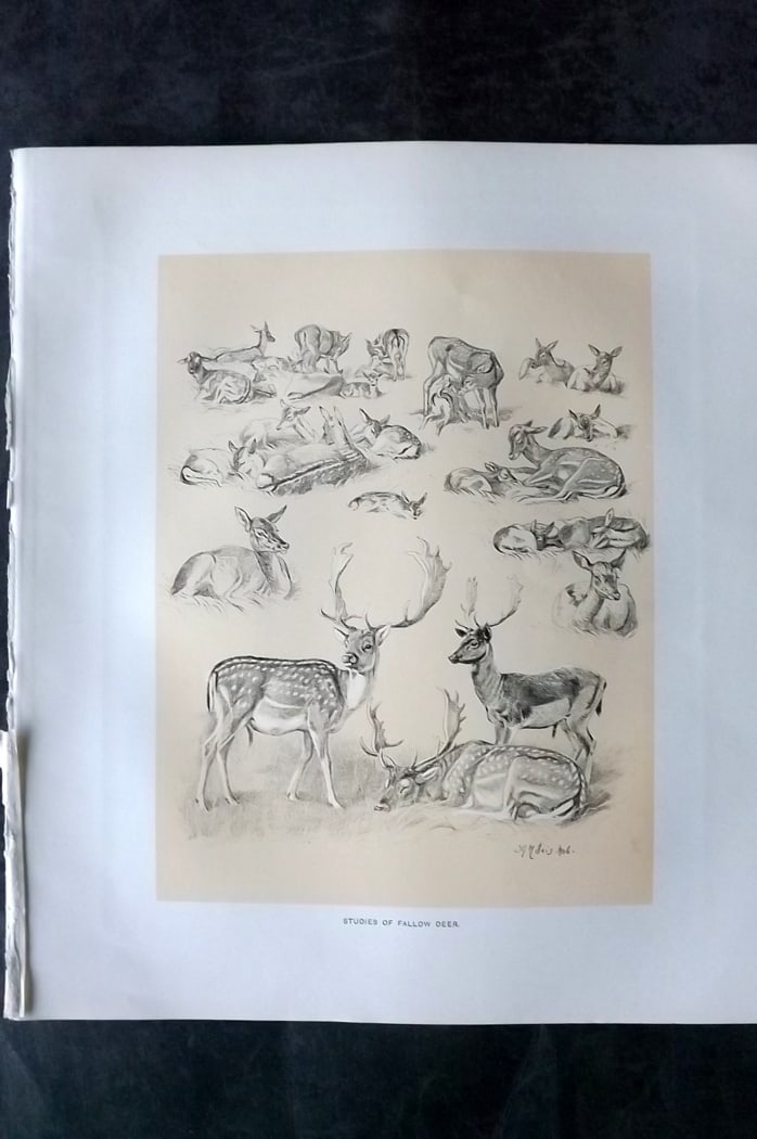 Millais, John 1904 Rare Folio Print. Deer - Studies of Fallow Deer (1 of 1)