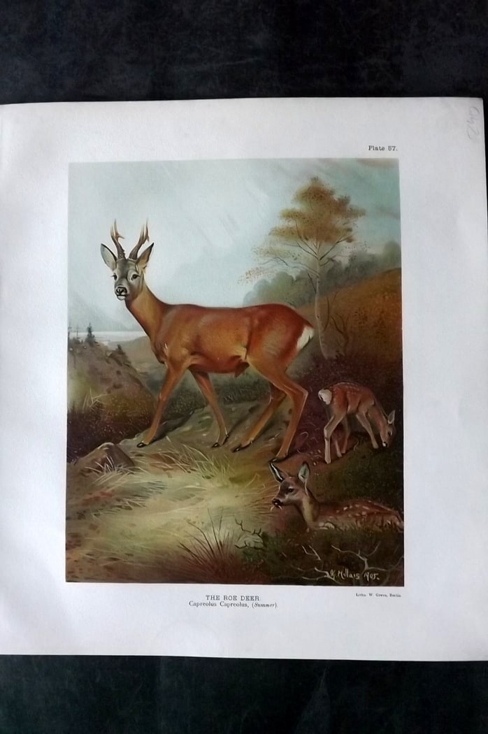 Millais, John 1904 Rare Folio Print. Deer - The Roe Deer: Folio Chromolithograph Published 1904, London for "The Mammals of Great Britain and Ireland" by John Guille Millais. Illustrated by Archibald Thorburn, George Lodge and the Author. Rare - Limited Edit
