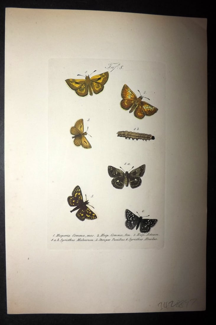 Kayser, J. C. 1860 Hand Col Butterfly Moth Print 08: Hand Colored Etchings Published 1852-60, Leipzig for "Deutschlands Schmetterlinge" by Dr J. C. Kayser. Paper Size: 9.5 x 6 inch (24 x 16cm) Good Condition